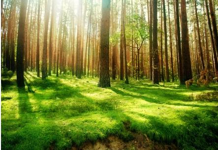 負氧離子能有效加強氣管粘膜上皮的纖毛運動 負氧離子能有效加強氣管粘膜上皮的纖毛運動