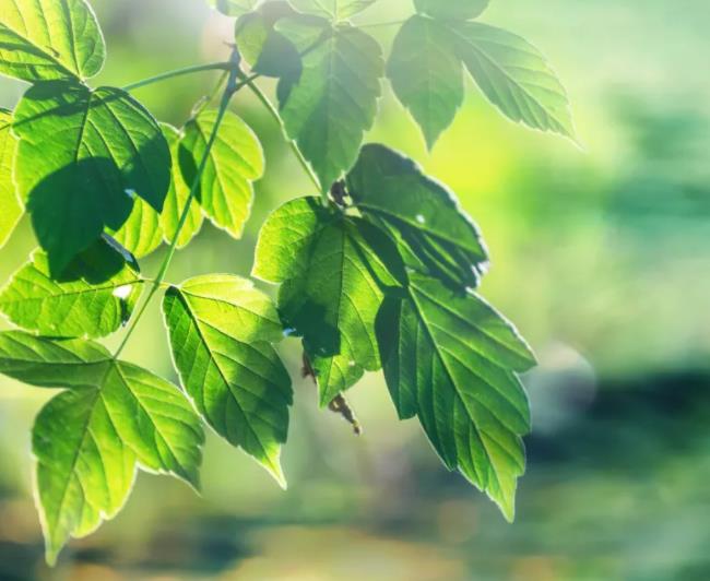 負離子沉降PM2.5的有效率達到99.80% 負離子沉降PM2.5的有效率達到99.80%