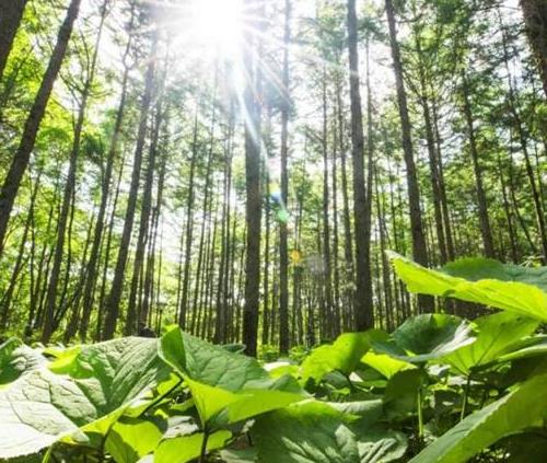 負(fù)離子機(jī),讓您把森林搬回家! 負(fù)離子機(jī),讓您把森林搬回家!