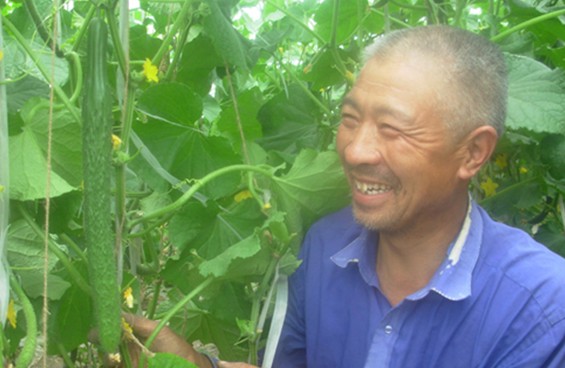 補充負離子能夠提高大棚蔬菜的增產效益